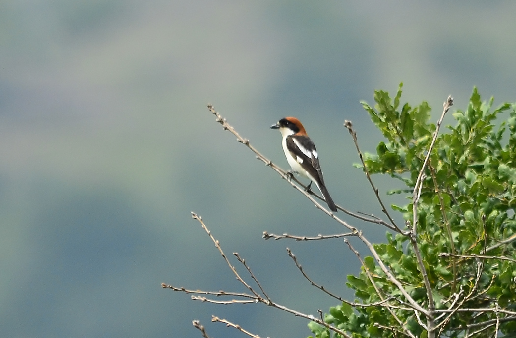 Woodchat Shrike