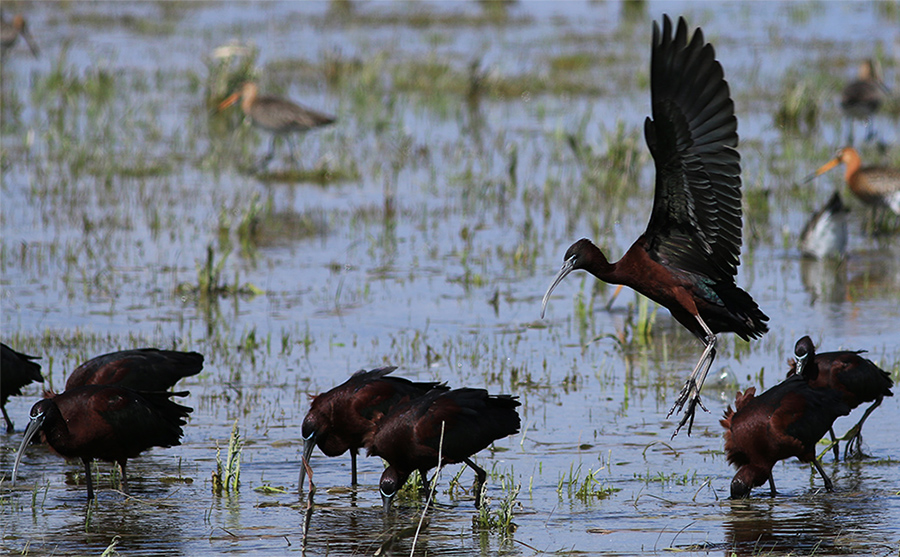 Glossy Ibis