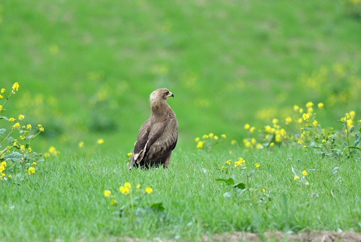 Black Kite