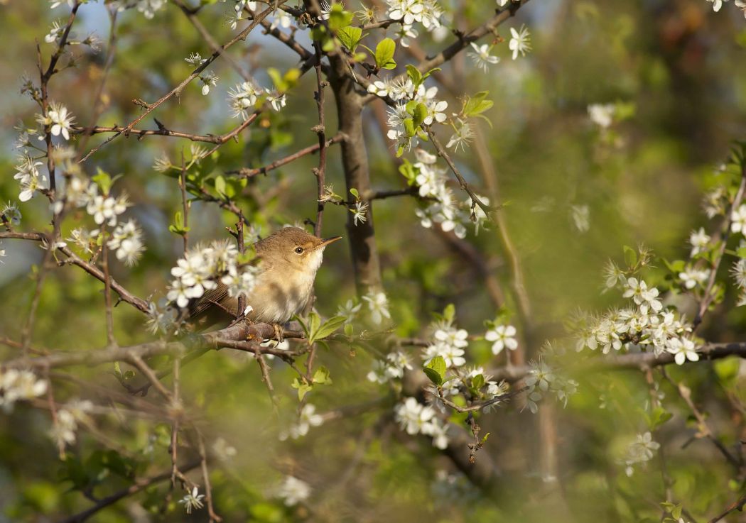 Common Reed Warbler