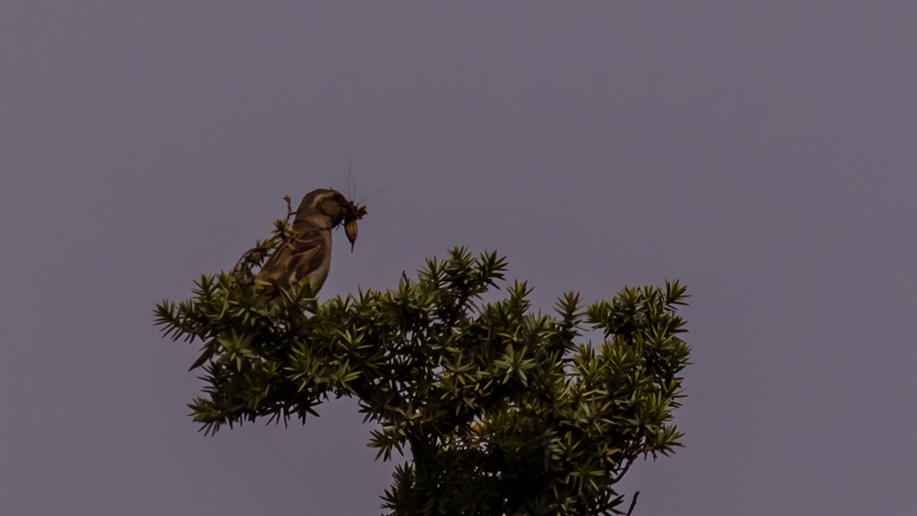 Rock Sparrow