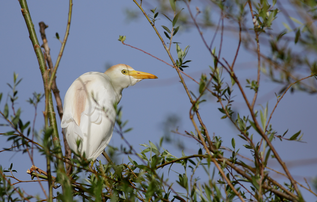 Western Cattle Egret