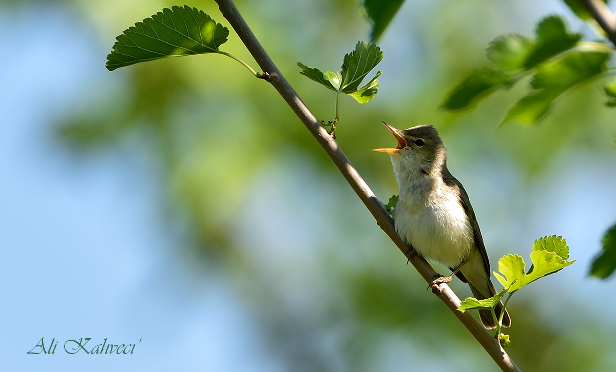 Eastern Olivaceous Warbler