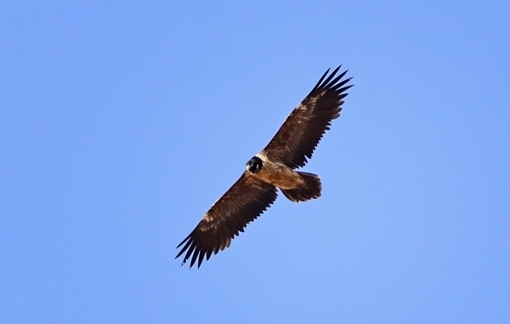 Bearded Vulture