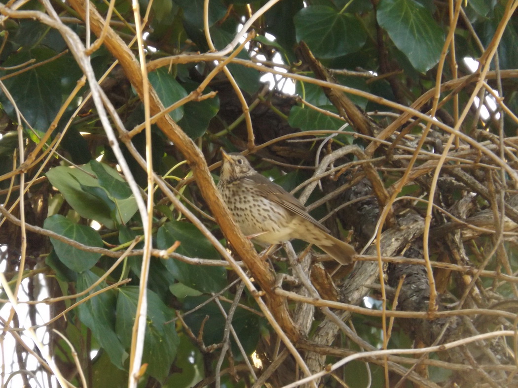 Song Thrush