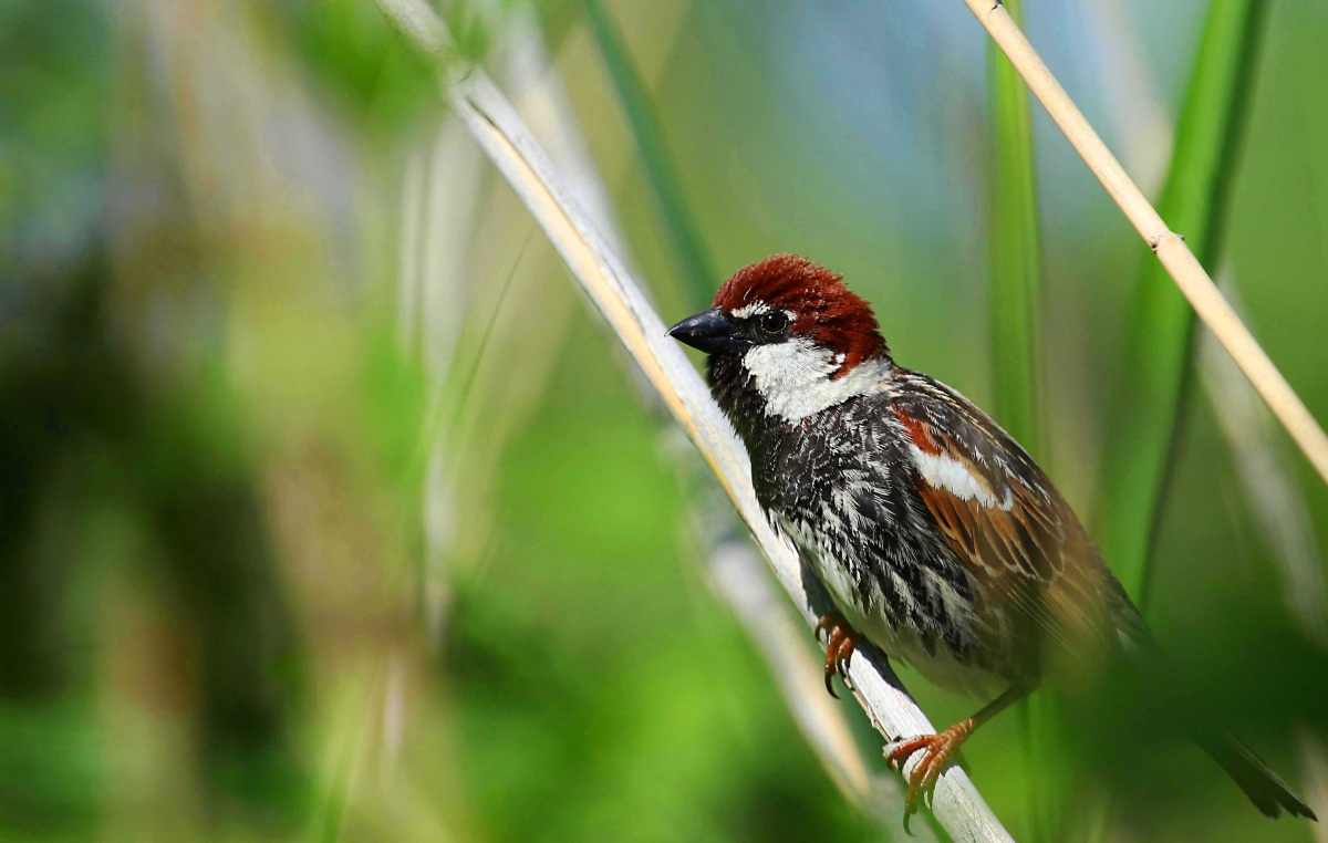 Spanish Sparrow