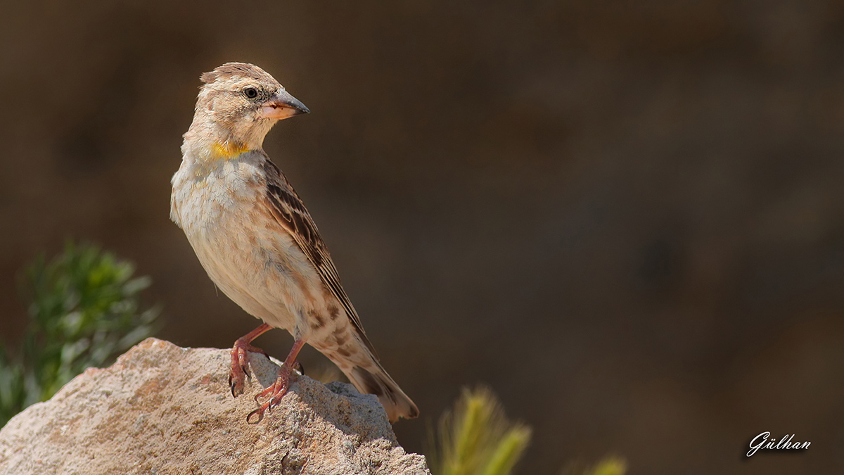 Rock Sparrow