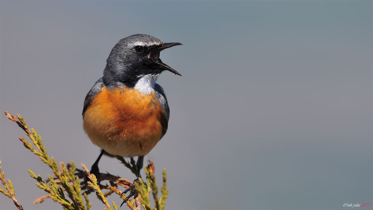 White-throated Robin