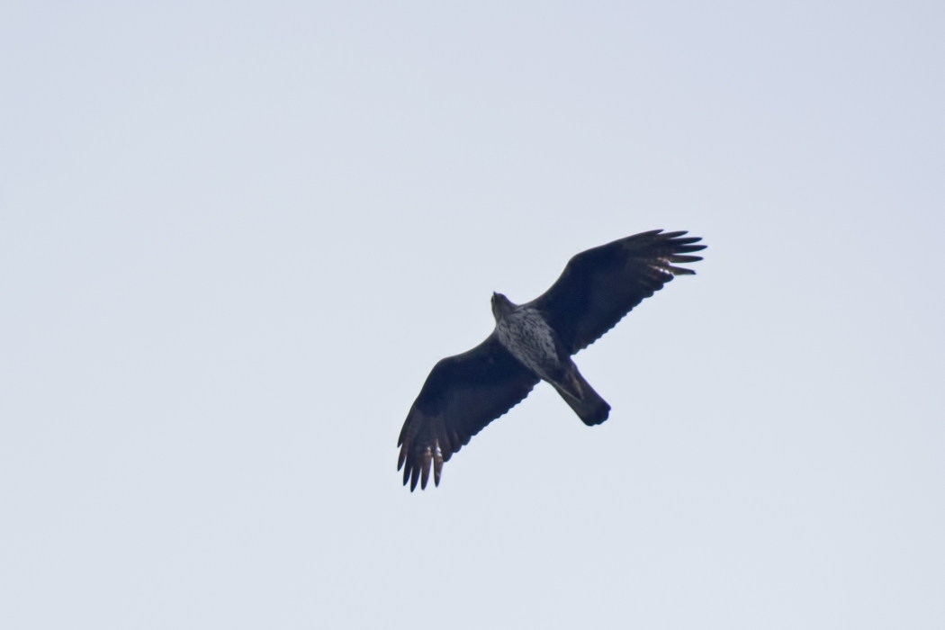 Bonelli`s Eagle