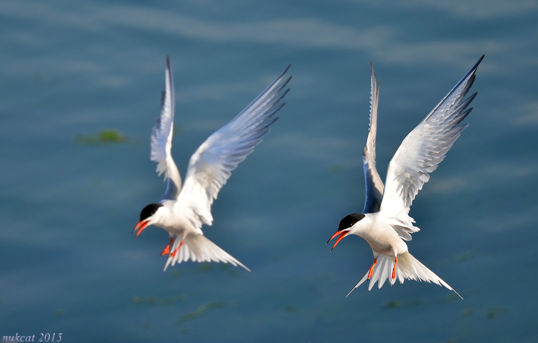 Common Tern