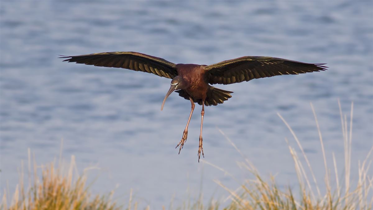 Glossy Ibis