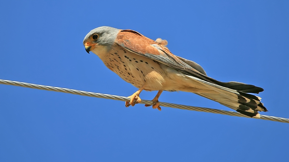 Lesser Kestrel
