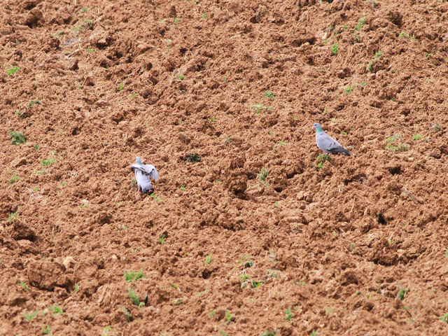 Stock Dove
