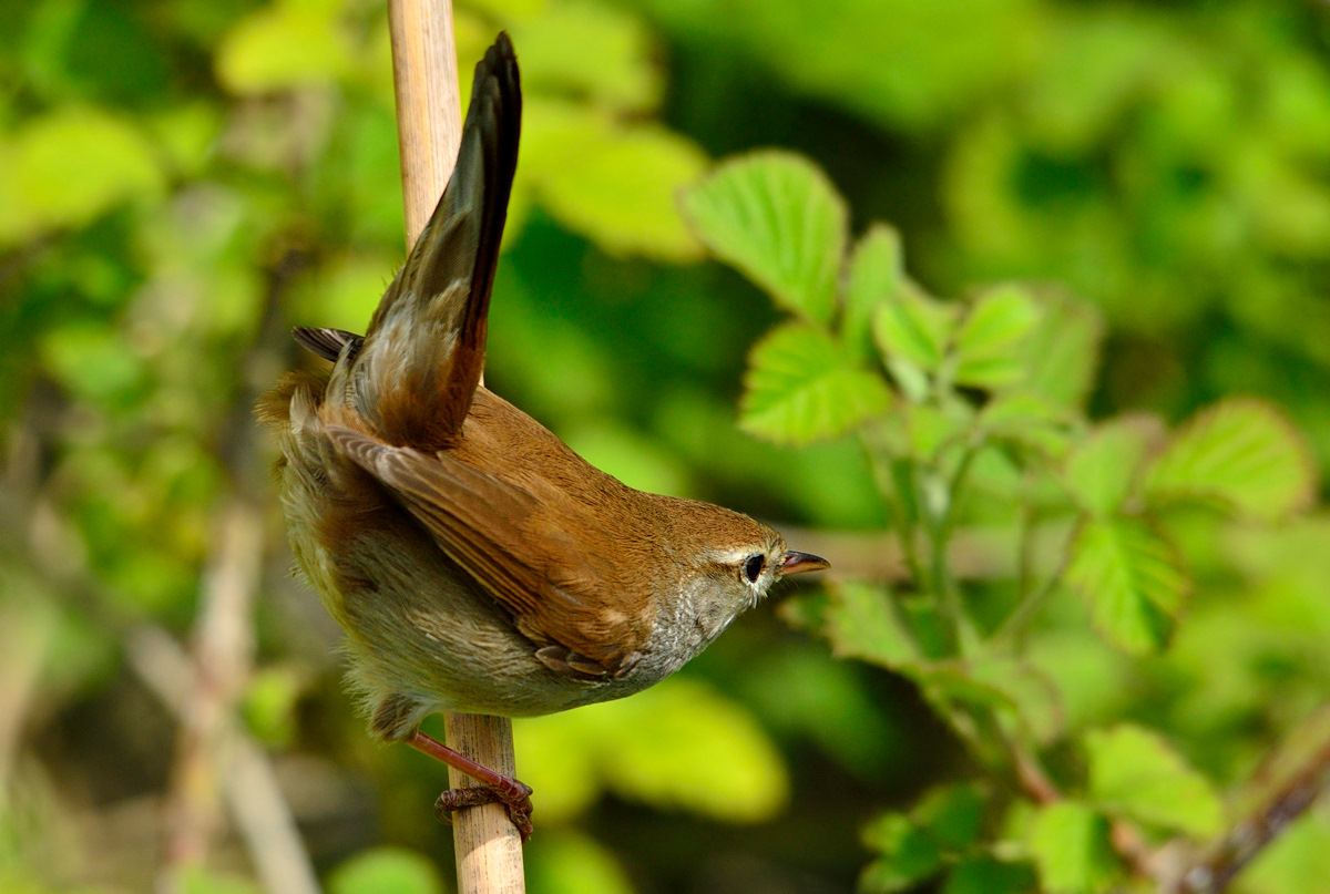 Cetti`s Warbler