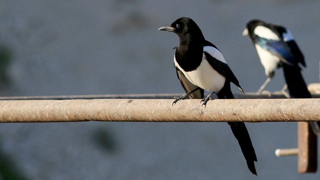 Eurasian Magpie