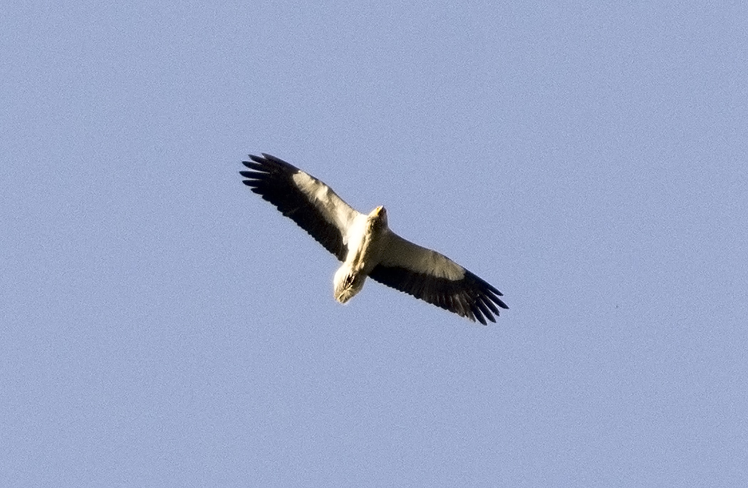 Egyptian Vulture