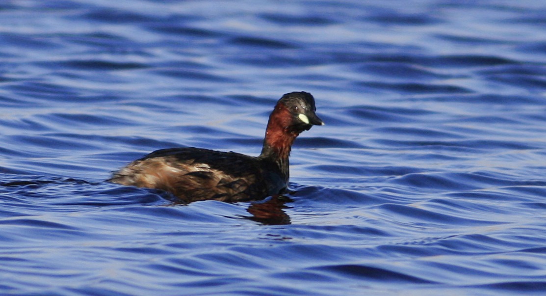 Little Grebe