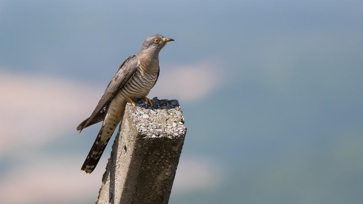 Common Cuckoo