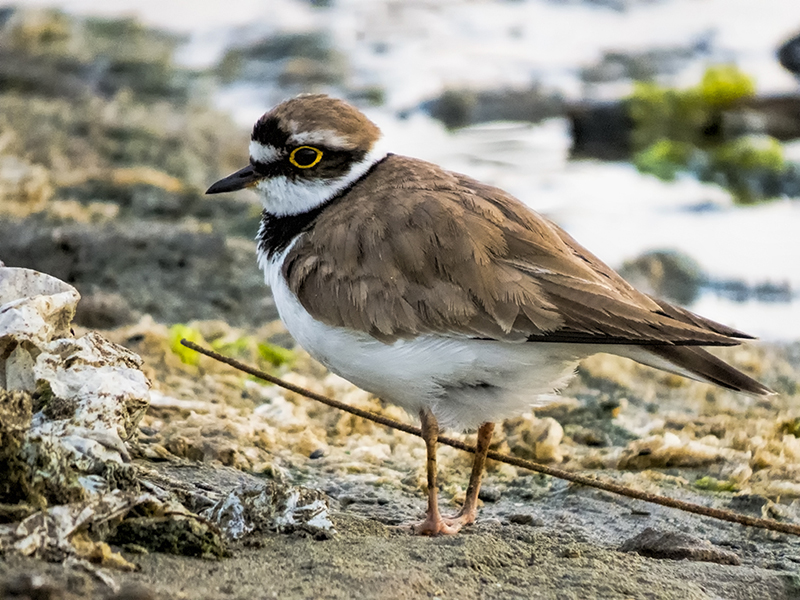 Little Ringed Plover