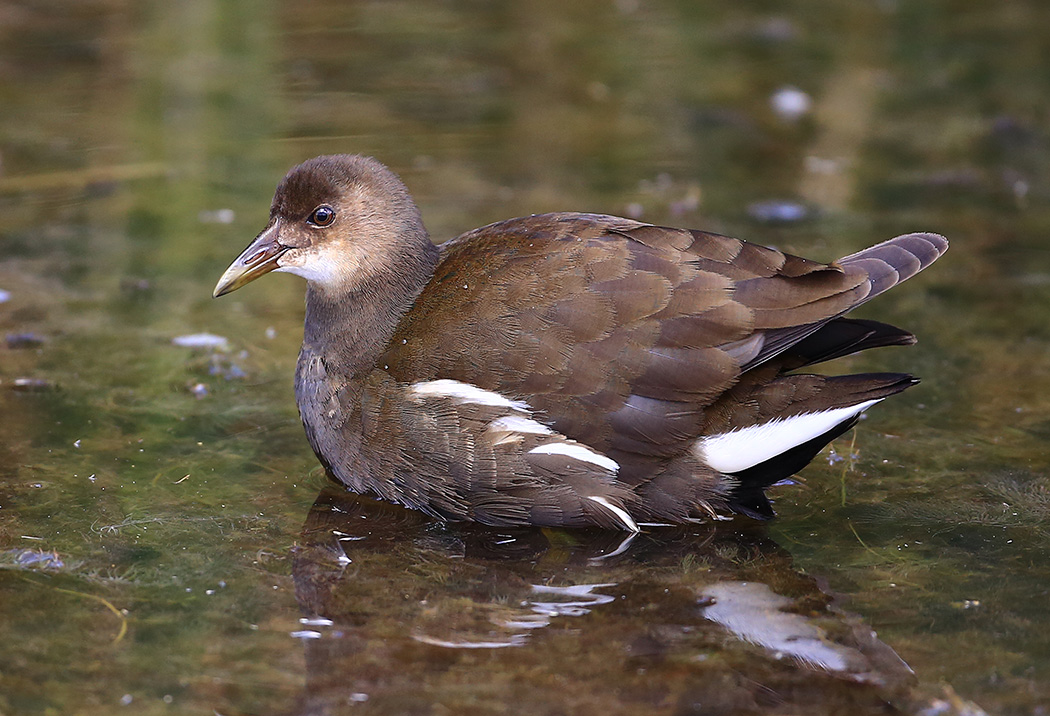 Common Moorhen