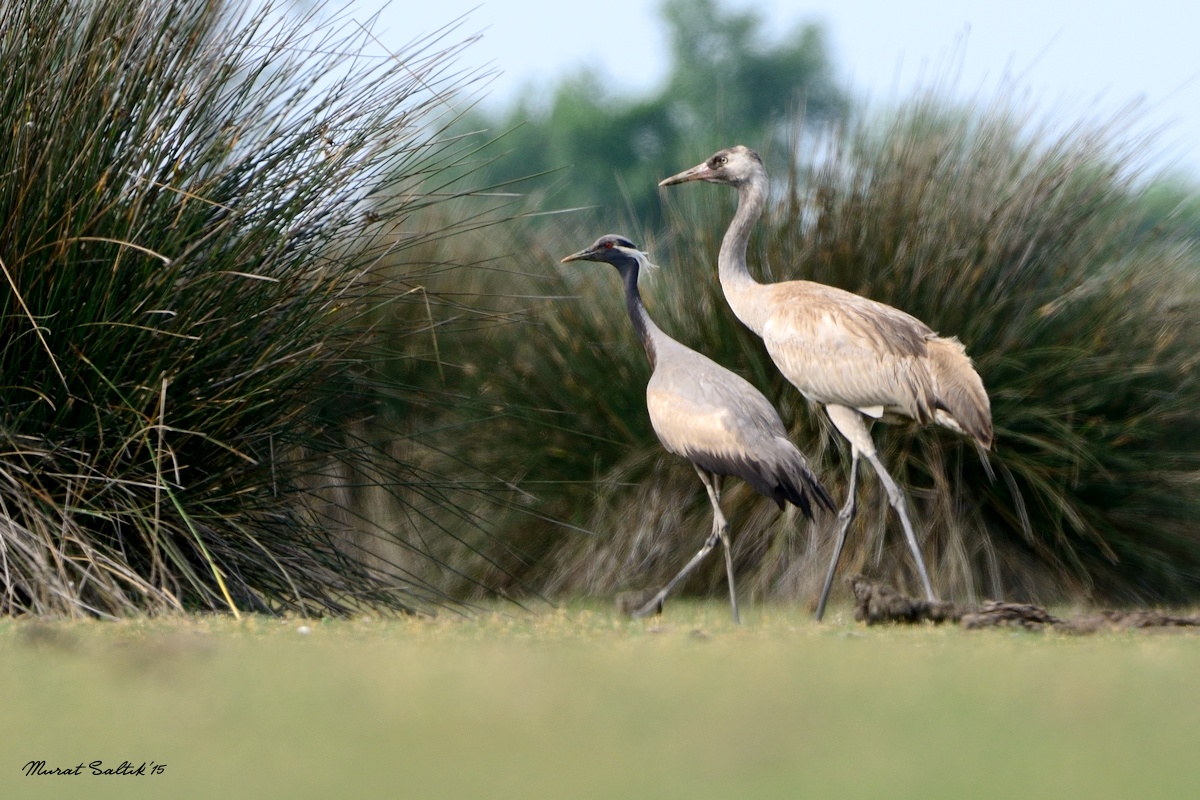 Demoiselle Crane