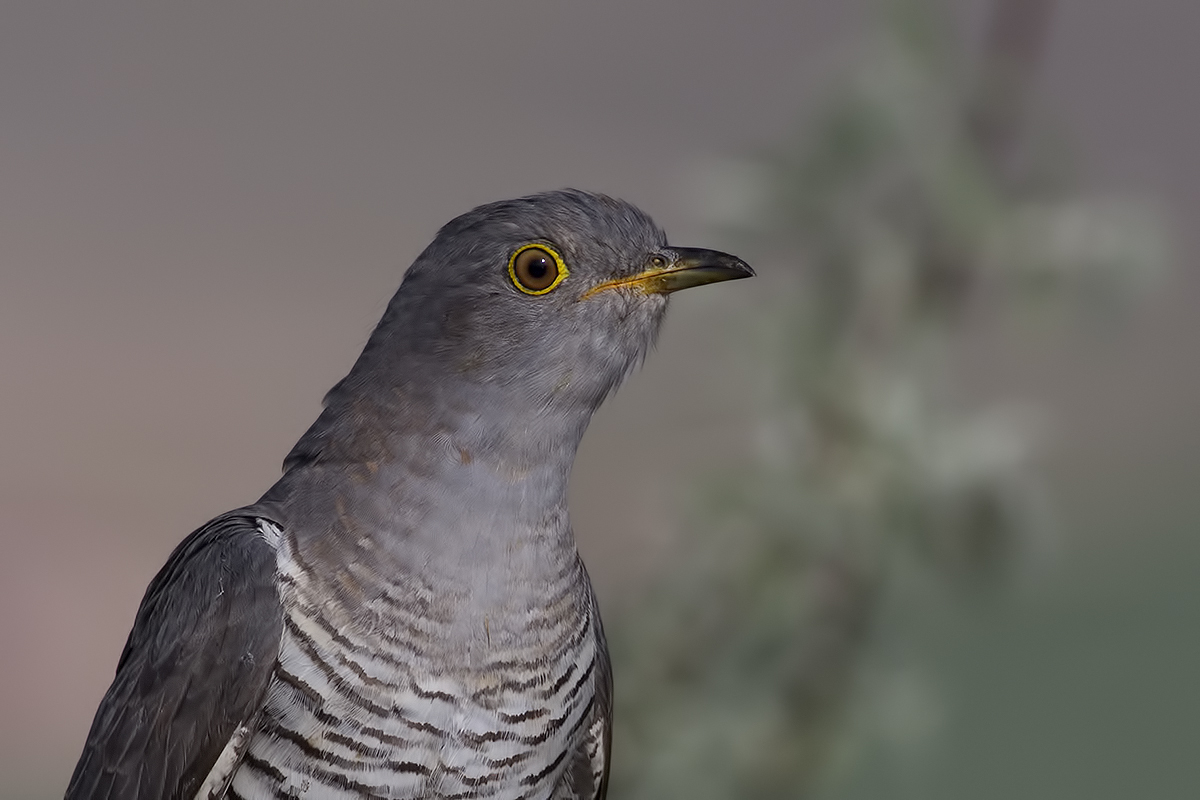 Common Cuckoo