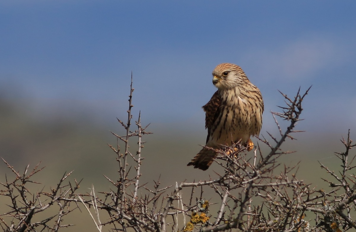 Lesser Kestrel
