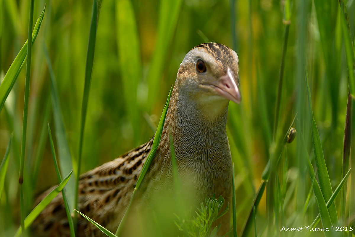 Corn Crake