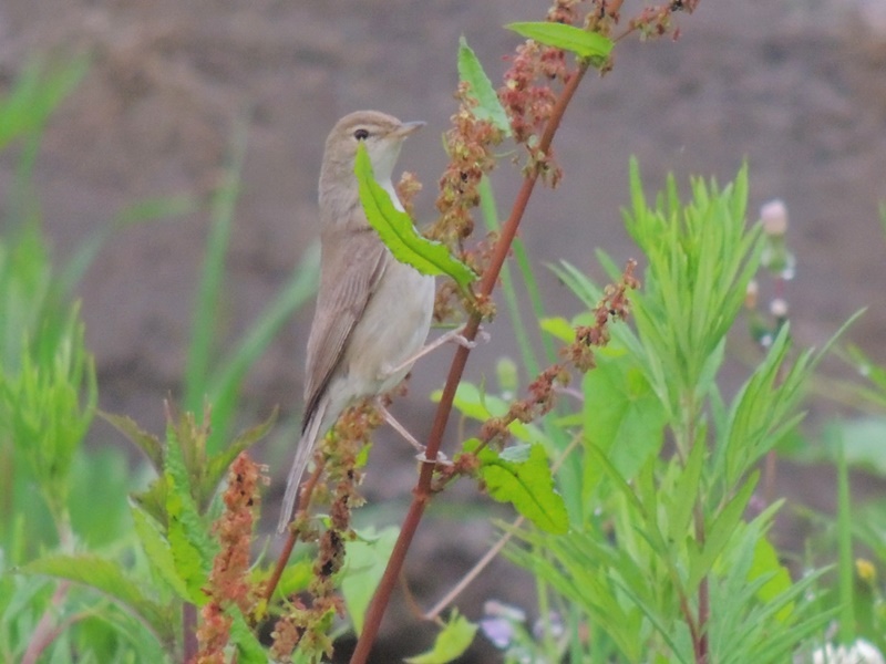 Booted Warbler
