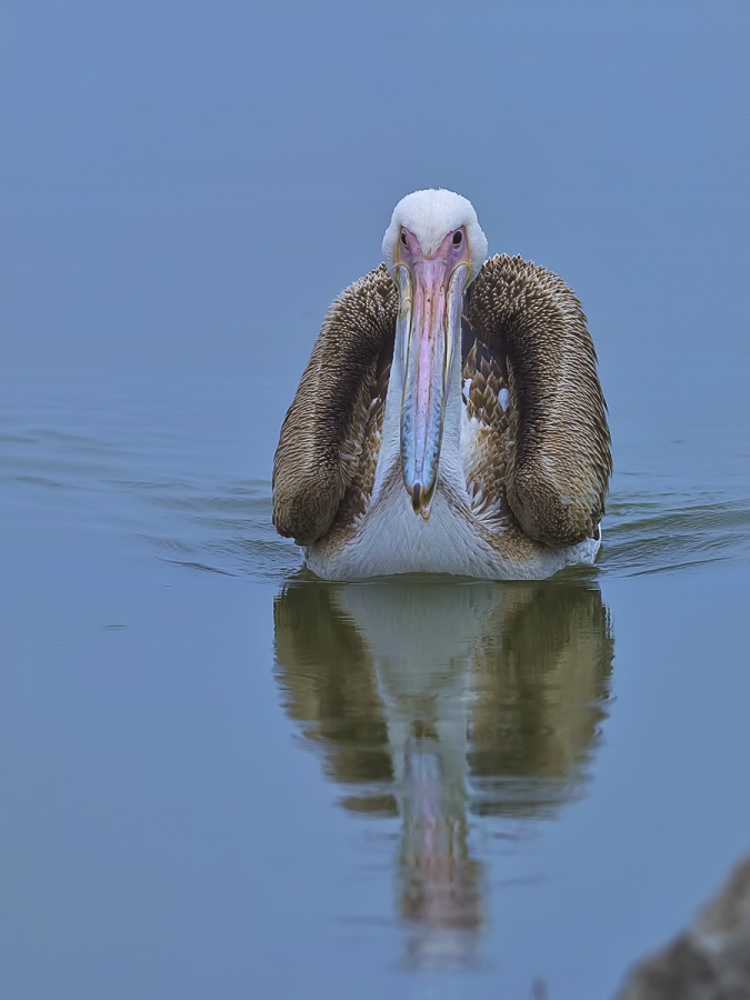 Great White Pelican