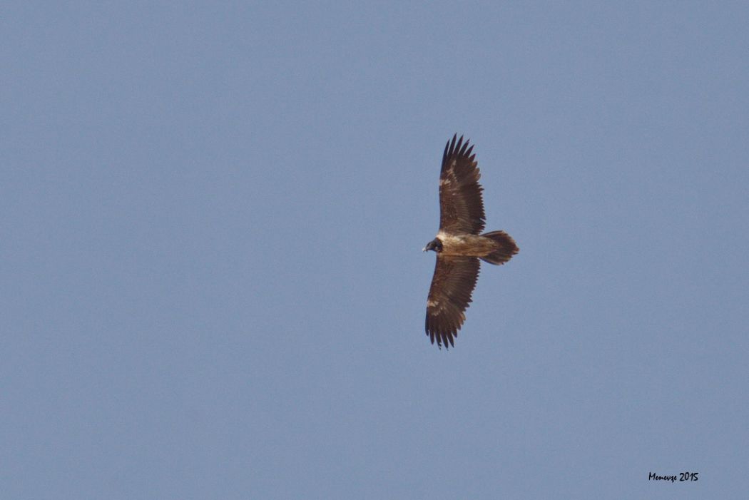 Bearded Vulture