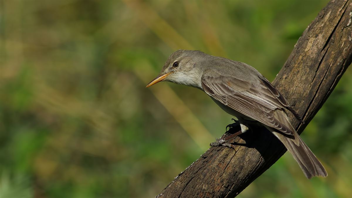 Olive-tree Warbler