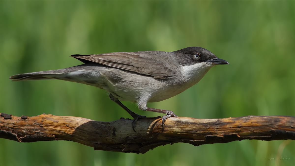 Eastern Orphean Warbler