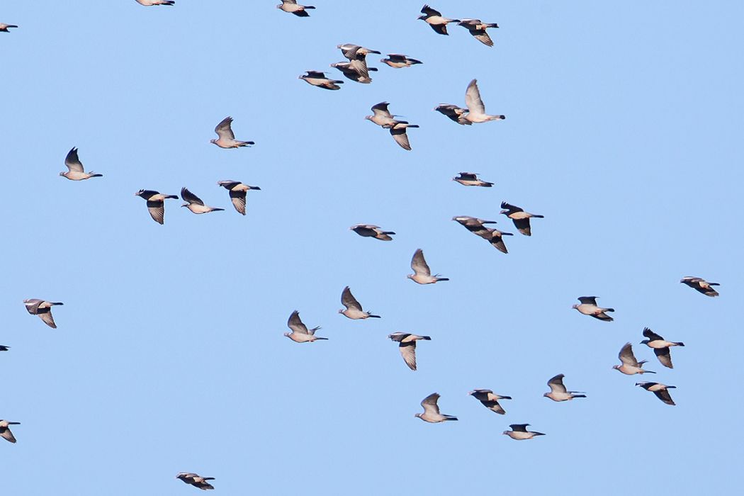 Common Wood Pigeon