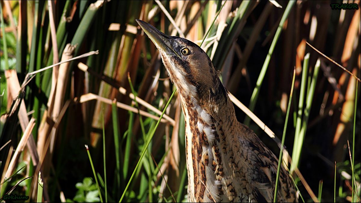 Eurasian Bittern