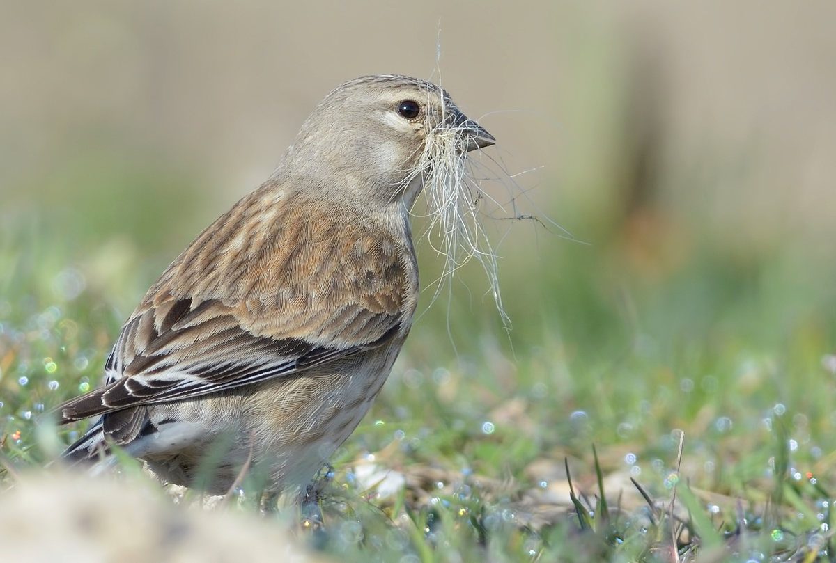 Common Linnet