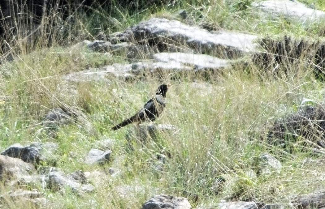 Ring Ouzel