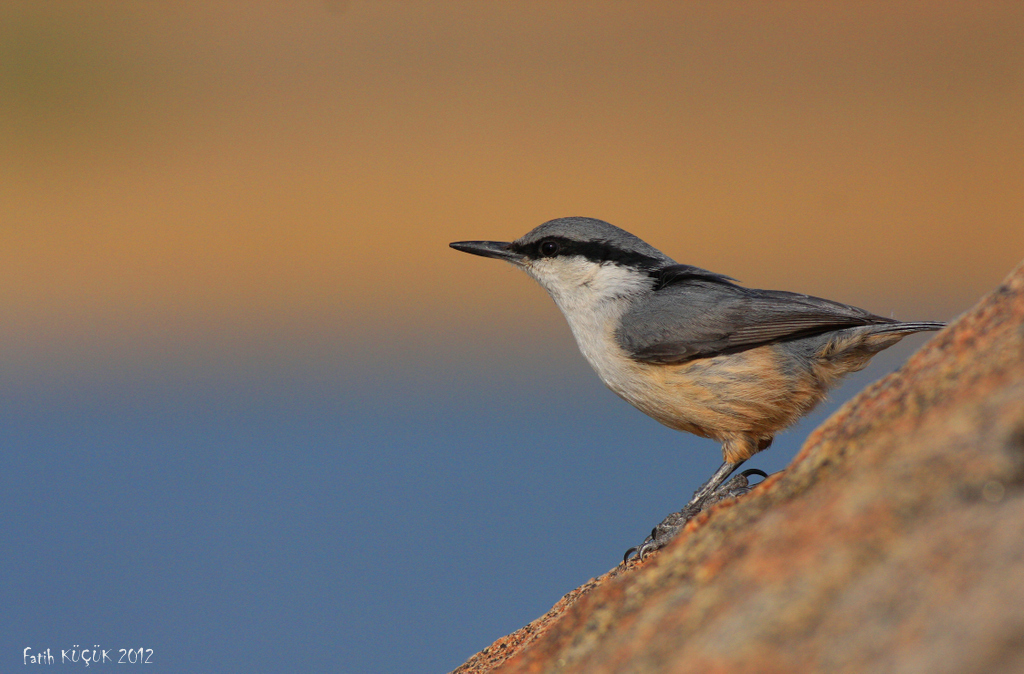 Western Rock Nuthatch