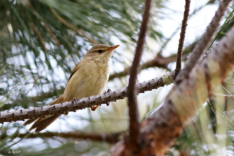 Marsh Warbler