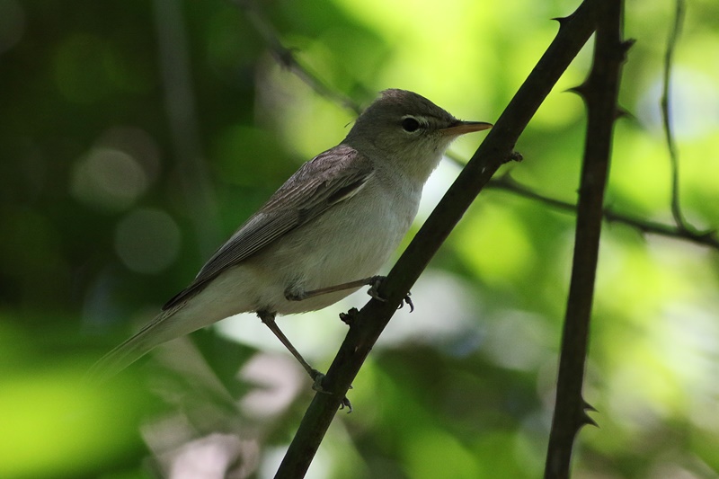 Eastern Olivaceous Warbler