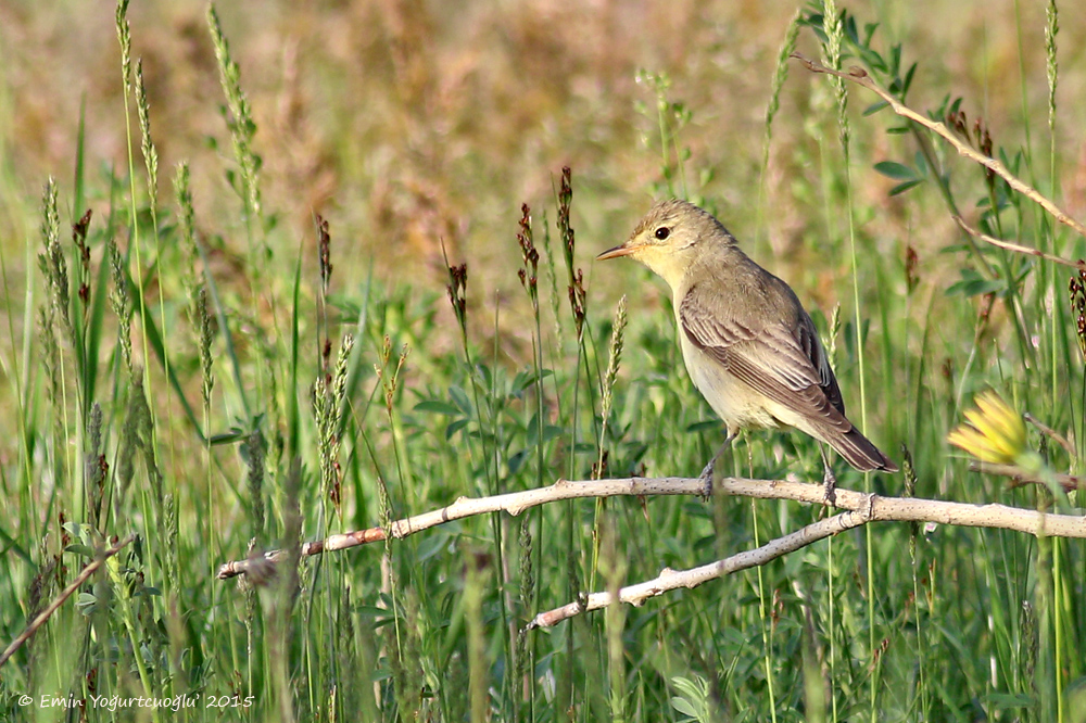 Icterine Warbler