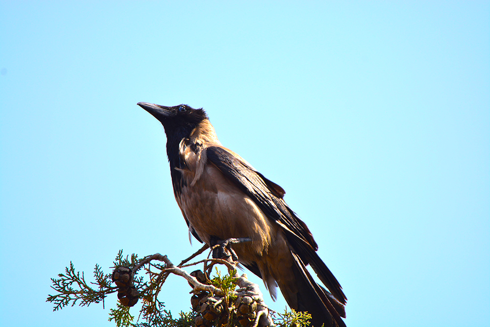 Leş kargası