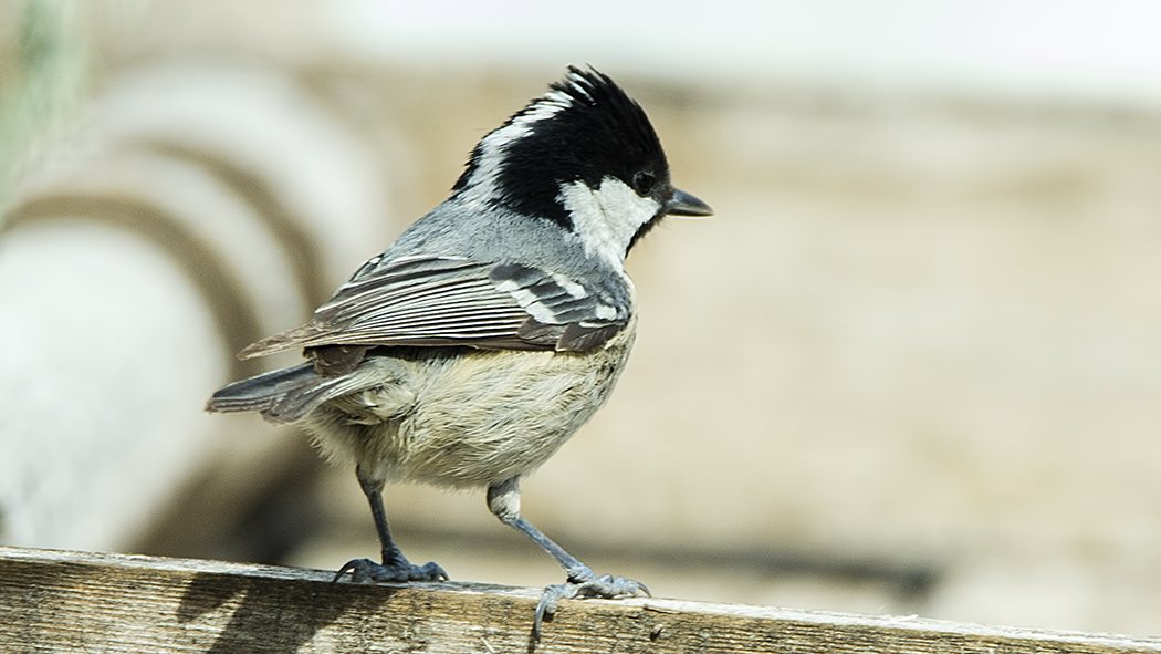 Çam baştankarası