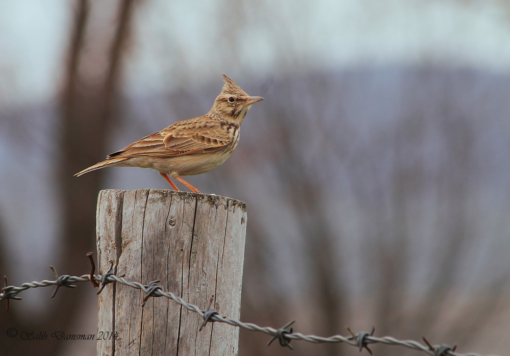 Crested Lark