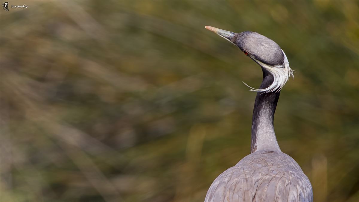 Demoiselle Crane
