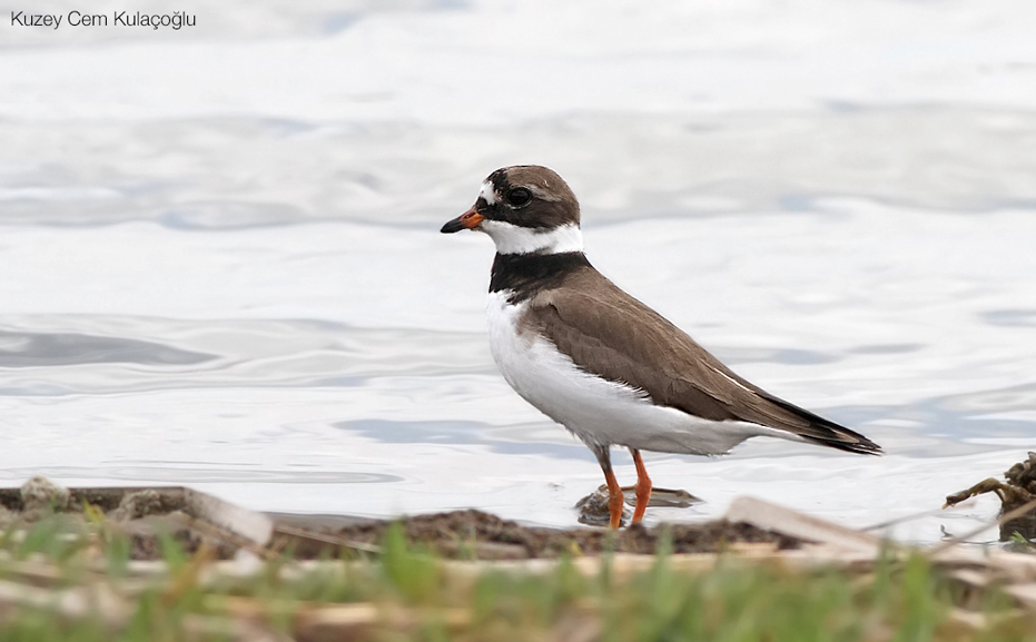 Common Ringed Plover