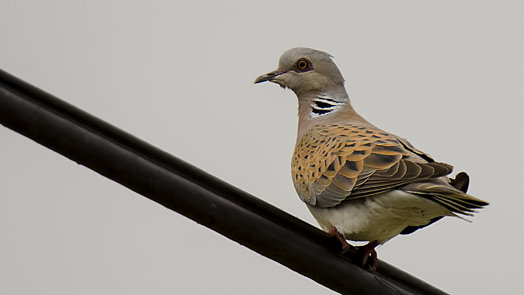 European Turtle Dove