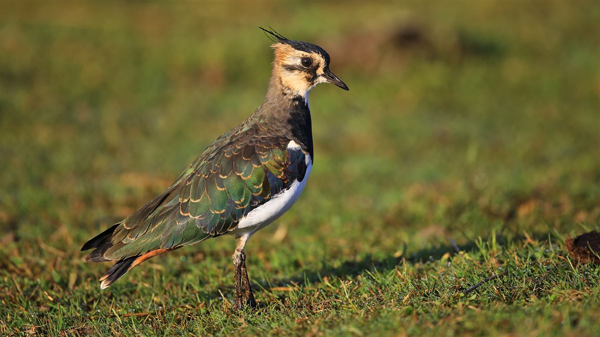 Northern Lapwing