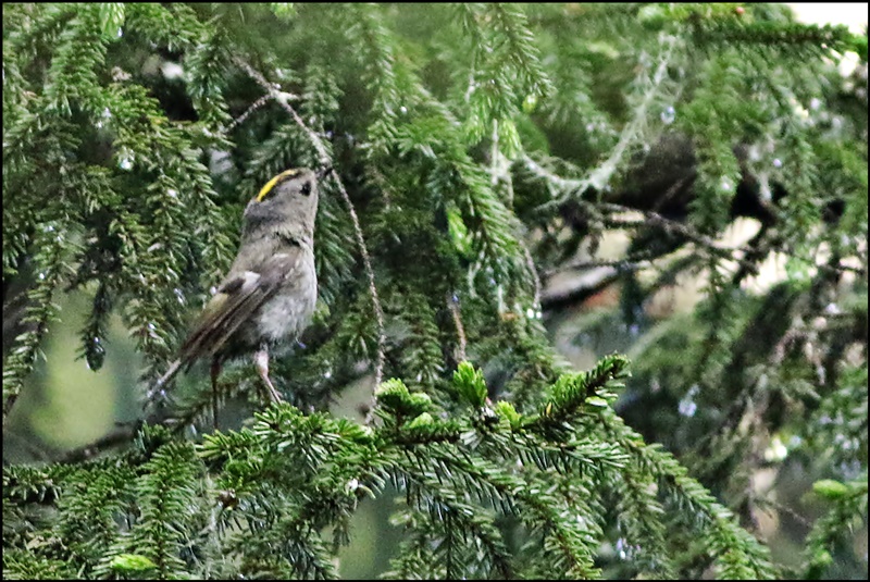 Goldcrest