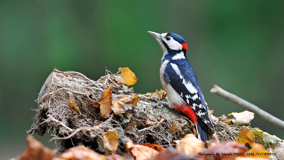 Great Spotted Woodpecker